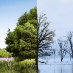 Perubahan Iklim Mempengaruhi Kebijakan Dari Ekonomi Global