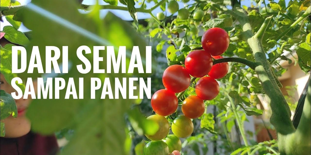 Budidaya Tomat Cherry Dengan Memakai Teknologi Hidroponik