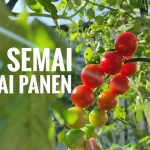 Budidaya Tomat Cherry Dengan Memakai Teknologi Hidroponik