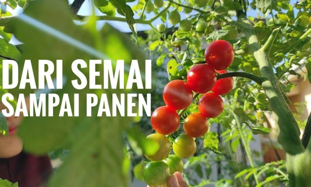 Budidaya Tomat Cherry Dengan Memakai Teknologi Hidroponik