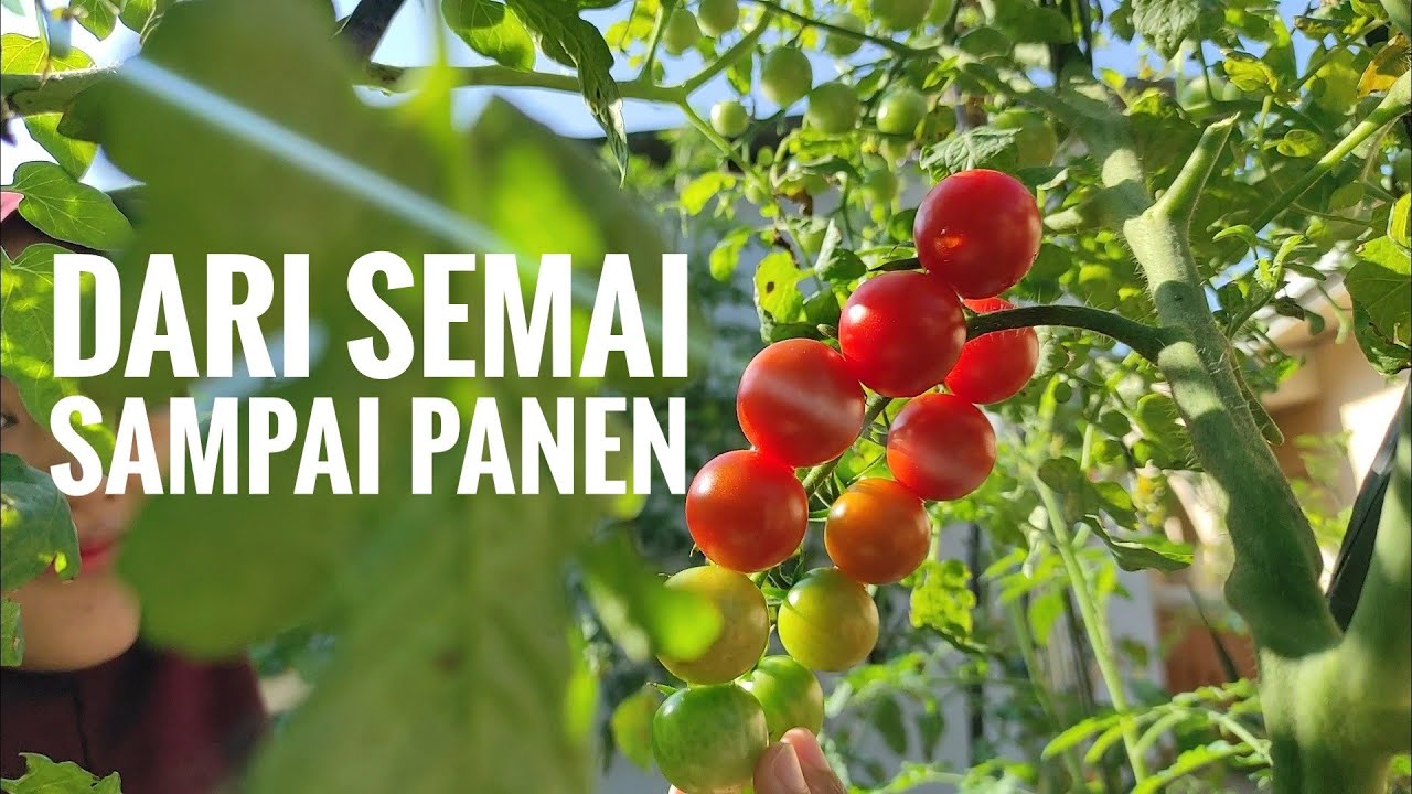 Budidaya Tomat