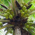 Tips Budidaya Kelapa Untuk Menghasilkan Keuntungan Besar