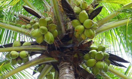 Tips Budidaya Kelapa Untuk Menghasilkan Keuntungan Besar