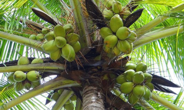 Tips Budidaya Kelapa Untuk Menghasilkan Keuntungan Besar