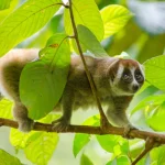 Hewan Primata Kukang Yang Kecil Dan Unik