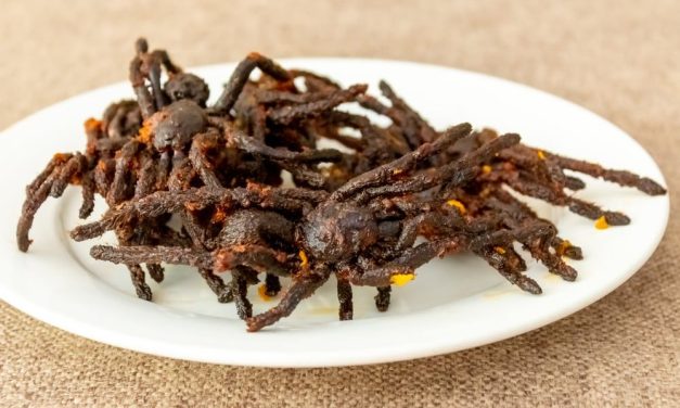 Tarantula Goreng Makanan Eksotis Yang Nikmat