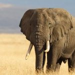Gading Gajah Sering Di Buru Secara Ilegal, Apa Dampaknya