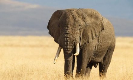 Gading Gajah Sering Di Buru Secara Ilegal, Apa Dampaknya