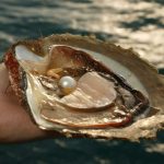 Keindahan Kerang Mutiara Permata Dari Lautan