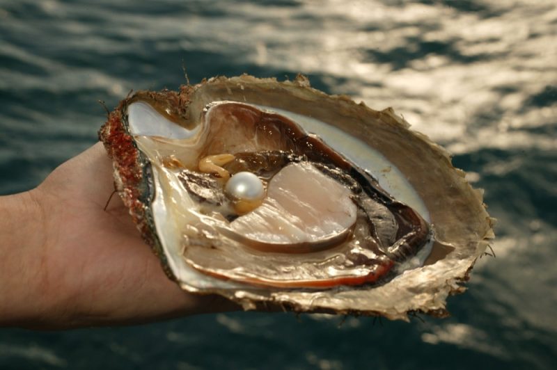 Keindahan Kerang